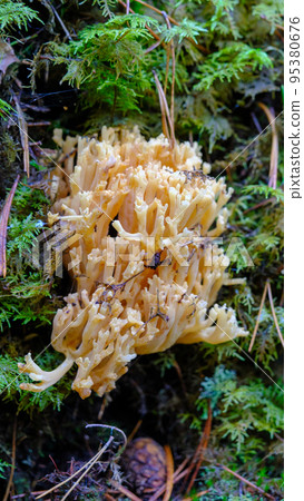 Ramaria aurea is a coral mushroom from the family Gomphaceae that grows in the forest in green succulent moss. Ramaria aurea is a coral mushroom from the family Gomphaceae that grows in the forest in green succulent moss. 95380676
