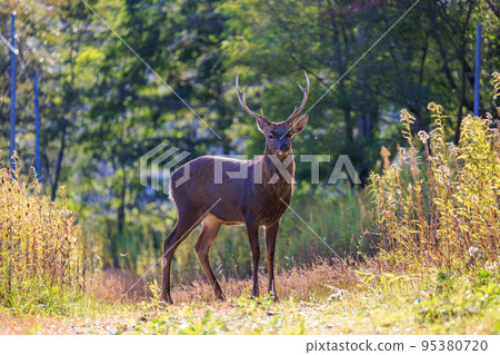 我在秋天夕張遇到的一隻野生雄性 Yezo 鹿 95380720