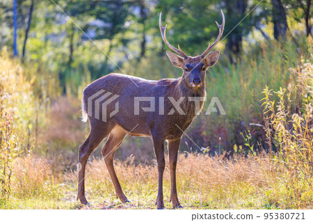 我在秋天夕張遇到的一隻野生雄性 Yezo 鹿 95380721