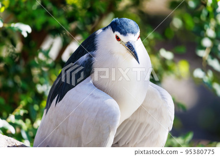 Night heron at Osaka Tennoji Zoo 95380775