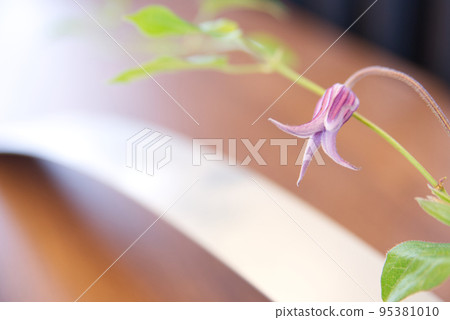 Flowers that decorate the room (Clematis socialis) Flowers that decorate the room (Clematis socialis) 95381010
