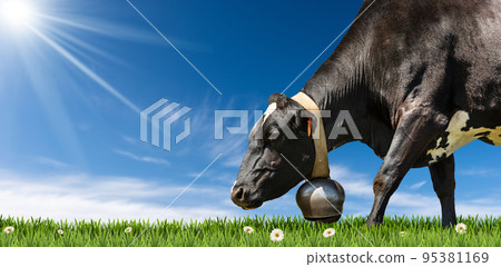 Closeup of a Dairy Cow with Cowbell on a Green Pasture Closeup of a Dairy Cow with Cowbell on a Green Pasture 95381169