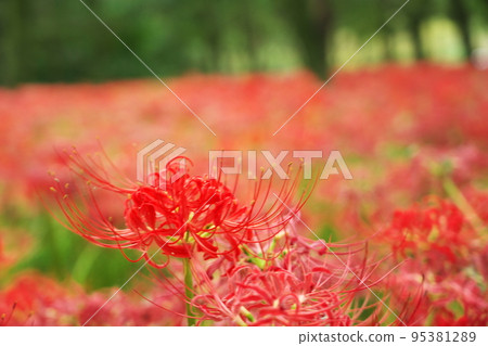 A cluster amaryl red 95381289