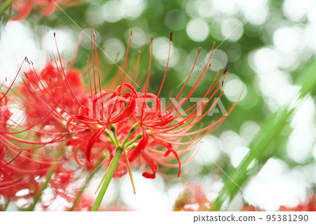 A cluster amaryl red 95381290