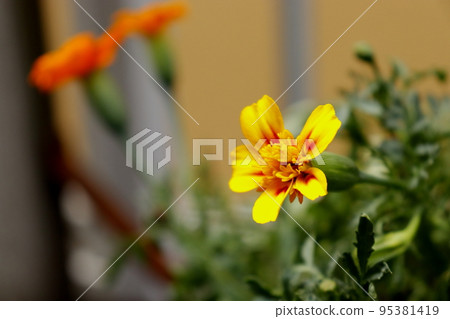 Marigold  95381419
