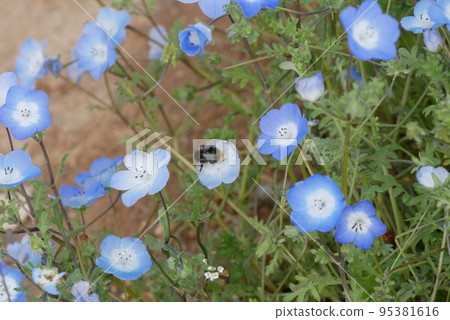 藍色 nemophila 上的黑色大黃蜂 95381616