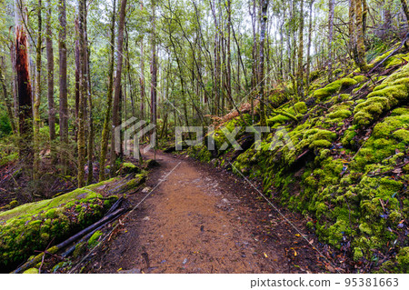 Mt Field National Park in Tasmania Australia Mt Field National Park in Tasmania Australia 95381663