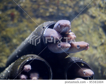 星康吉鰻 95381884