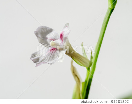 Pink flower of maranta lemon lime plant Pink flower of maranta lemon lime plant 95381892