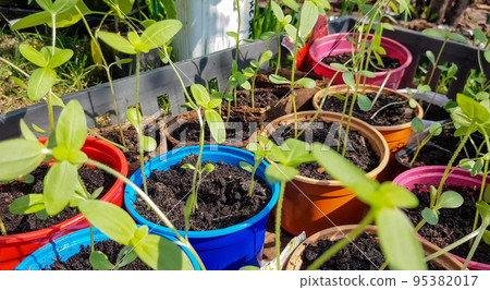 shots in 4k format with young seedlings of zucchini or pumpkin. Seedlings of vegetables in cups, prepared for planting in the open ground in spring. The concept of growing organic vegetables shots in 4k format with young seedlings of zucchini or pumpkin. Seedlings of vegetables in cups, prepared for planting in the open ground in spring. The concept of growing organic vegetables 95382017