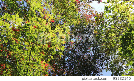 Autumn foliage spots: On the way to Wanibuchi-ji Temple 95382140