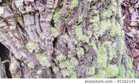 紅葉景點:去牛淵寺的路上 紅葉景點:去牛淵寺的路上 95382145