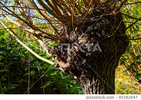 Close up of the stem and branches of a pollard willow Close up of the stem and branches of a pollard willow 95382647
