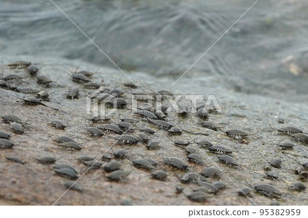 蝗蟲在岩石海岸蜂擁而至 95382959