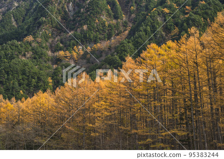 Nature landscape at Kamikochi Japan, autumn foliage season with pine tree 95383244