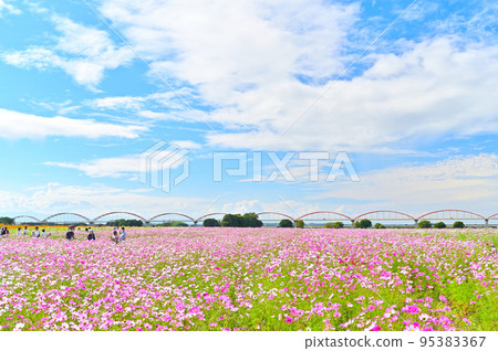 埼玉縣Konosu市吹上波斯菊田 95383367