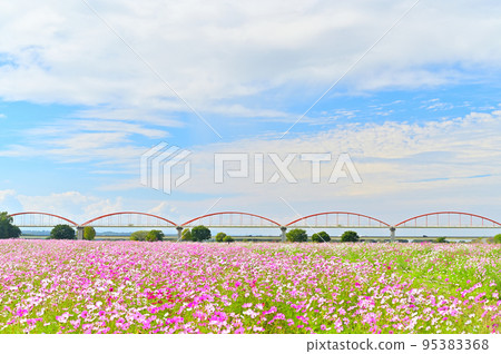 埼玉縣Konosu市吹上波斯菊田 95383368