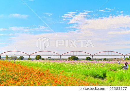 埼玉縣Konosu市吹上波斯菊田 95383377