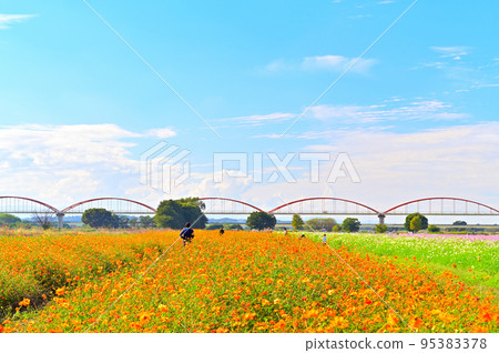 埼玉縣Konosu市吹上波斯菊田 95383378