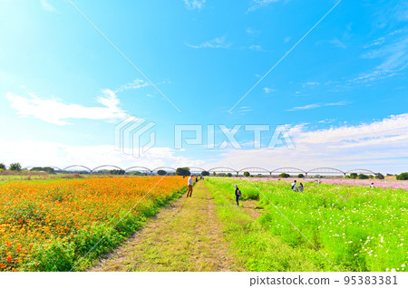 埼玉縣Konosu市吹上波斯菊田 95383381