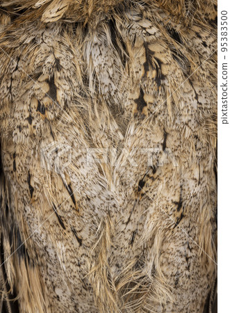 Indian scops owl on white background Indian scops owl on white background 95383500