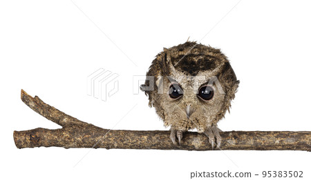 Indian scops owl on white background Indian scops owl on white background 95383502