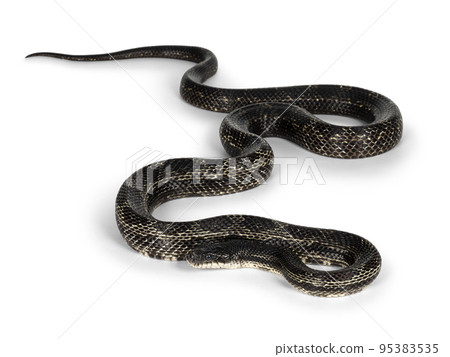 Black rat snake on white background 95383535