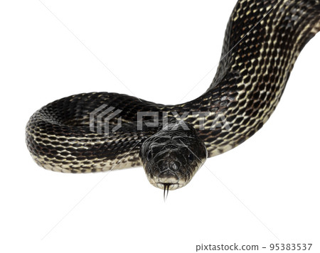 Black rat snake on white background 95383537