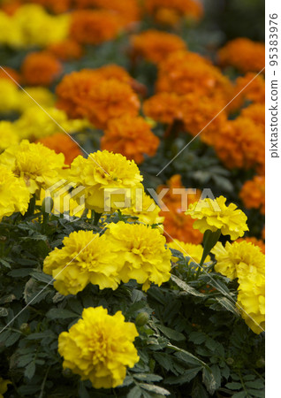 blooming marigold blooming marigold 95383976