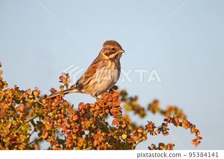 The common reed bunting (Emberiza schoeniclus) The common reed bunting (Emberiza schoeniclus) 95384141