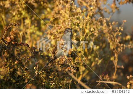 The dunnock (Prunella modularis) The dunnock (Prunella modularis) 95384142