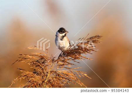 The common reed bunting (Emberiza schoeniclus) The common reed bunting (Emberiza schoeniclus) 95384143