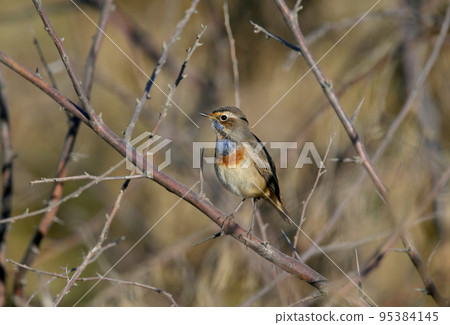 The bluethroat (Luscinia svecica) The bluethroat (Luscinia svecica) 95384145