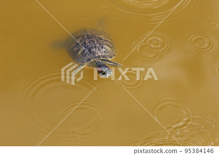 Bathing pond slider (Trachemys scripta) Bathing pond slider (Trachemys scripta) 95384146