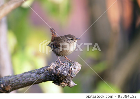 Wren portraits 95384152