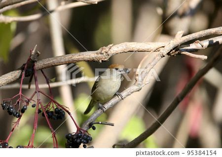 Female Eurasian blackcap 95384154