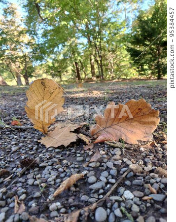 Fallen leaves  95384457