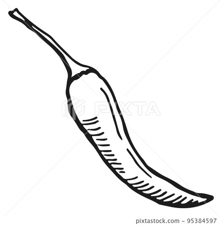 Hot pepper engraving. Spicy chili drawn sketch Hot pepper engraving. Spicy chili drawn sketch 95384597