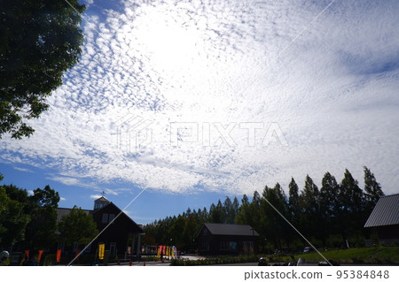 Side view of metasequoia trees Side view of metasequoia trees 95384848