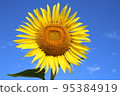 sunflower, sunflowers, summer 95384919