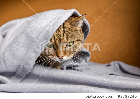 Funny arrogant domestic tabby cat lying on couch under plaid indoors. Kitten resting at home keeping warm hiding under blanket in cold fall autumn winter weather. Pet animal life Hygge mood concept Funny arrogant domestic tabby cat lying on couch under plaid indoors. Kitten resting at home keeping warm hiding under blanket in cold fall autumn winter weather. Pet animal life Hygge mood concept 95385249