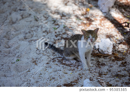 Small cute kitten in the backlight, in the rays of the bright sun. 95385385