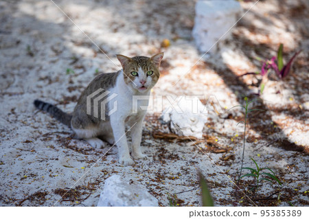 Small cute kitten in the backlight, in the rays of the bright sun. 95385389