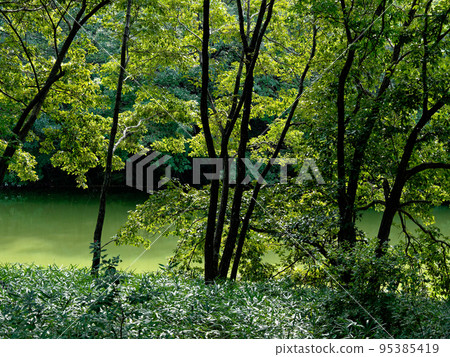 Pondside forest Pondside forest 95385419