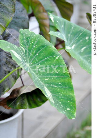 Colocasia White Lava or Colocasia variegated or bicolor colocasia Colocasia White Lava or Colocasia variegated or bicolor colocasia 95385431