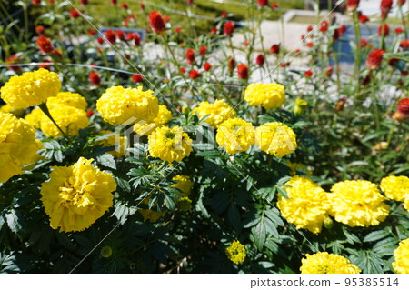 陽光明媚的日子里法國萬壽菊的照片 陽光明媚的日子里法國萬壽菊的照片 95385514