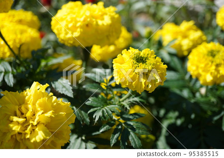 Photo of French marigolds on a sunny day Photo of French marigolds on a sunny day 95385515