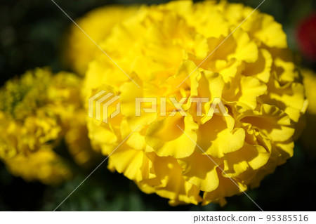 Photo of French marigolds on a sunny day Photo of French marigolds on a sunny day 95385516