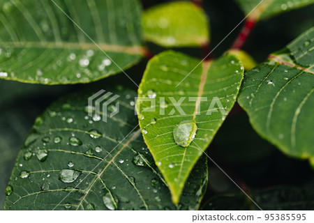Green leaves with water drop on a plant of poinsettia, Euphorbia Pulcherrima Green leaves with water drop on a plant of poinsettia, Euphorbia Pulcherrima 95385595