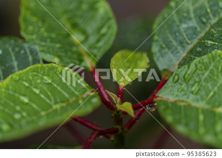 Green leaves with water drop on a plant of poinsettia, Euphorbia Pulcherrima 95385623